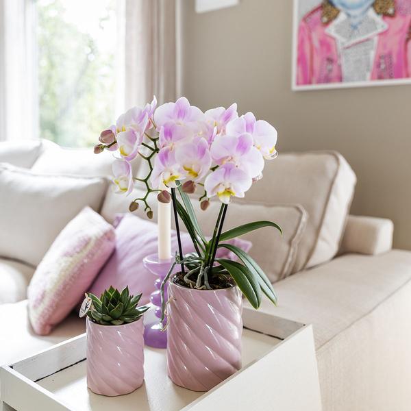 Nachtfalterorchidee - Phalaenopsis Portugal Rosa - ↕ 40 cm - Ø 9 cm
