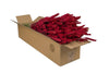 Getrocknete Blumen - Tarwe (Triticum) - Red - 4 Gebüsch - ↕60cm