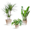 3x Zimmerpflanzen für halbschattige Standorte - Monstera Minima, Glücksfeder & Drachenbaum - ↕ 25–95 cm - Ø 12–21 cm | inkl. Jute-Korb Lissabon Weiß