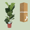 Geigen-Feige - Ficus Lyrata - ↕ 60 cm - Ø 17 cm
