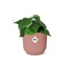 Baumfreund – Philodendron scandens am Rankgitter