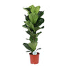 Geigen-Feige - Ficus Lyrata - ↕ 90 cm - Ø 21 cm