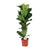 Geigen-Feige - Ficus Lyrata - ↕ 90 cm - Ø 21 cm