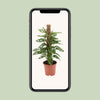 Fensterblatt - Monstera monkey - ↕ 60 cm - Ø 17 cm