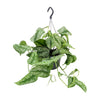 Scindapsus pictus ‚Trebie'