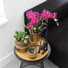 2x Nachtfalterorchidee lila – Phalaenopsis Orchidee – Morelia – ↕ ca. 35–45 cm – Ø 9 cm – COMBI DEAL