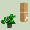 Efeutute - Epipremnum Aureum - ↕ 20 cm - Ø 12 cm