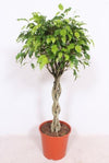 Feige - Ficus Exotica - ↕ 120 cm - Ø 30 cm