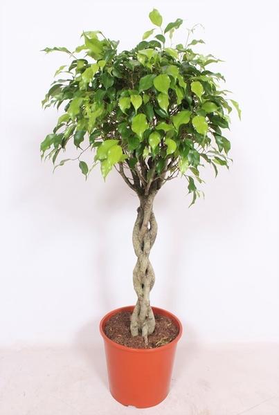 Feige - Ficus Exotica - ↕ 120 cm - Ø 30 cm
