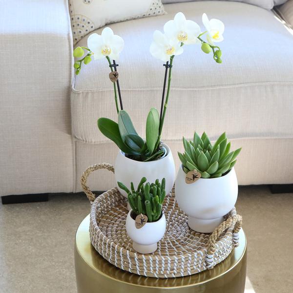 Nachtfalterorchidee - Phalaenopsis - ↕ 40 cm - Ø 9 cm | 3er-Set Scandic weiß inkl. Keramik-Ziertöpfen
