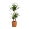 Drachenbaum – Dracaena marginata