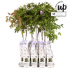 Blauregen – Wisteria sinensis Caroline – ↕ 65 cm – Ø 15 cm
