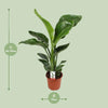 Strelitzia Nicolai - ↕ 70 cm - Ø 17 cm