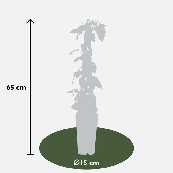 4x Geißblatt – Lonicera japonica 'Halliana' – ↕ 65 cm – Ø 15 cm