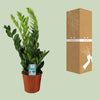 Glücksfeder - Zamioculcas Zamiifolia - ↕ 65 cm - Ø 17 cm