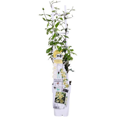Sternjasmin ‚Star of Toscana' – Trachelospermum jasminoides