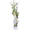 Toskanischer Jasmin – Trachelospermum Star of Toscana Gelb – ↕ 65 cm – Ø 15 cm