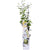 Toskanischer Jasmin – Trachelospermum Star of Toscana Gelb – ↕ 65 cm – Ø 15 cm