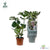 Fensterblatt - Monstera Deliciosa - ↕ 55 cm - Ø 17 cm