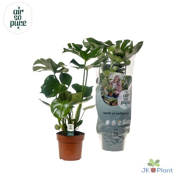 Fensterblatt - Monstera Deliciosa - ↕ 55 cm - Ø 17 cm