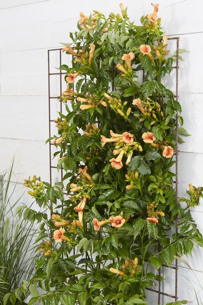 Trompetenblume – Campsis Indian Summer – ↕ 65 cm – Ø 15 cm