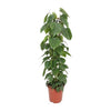 Baumfreund – Philodendron scandens am Rankgitter