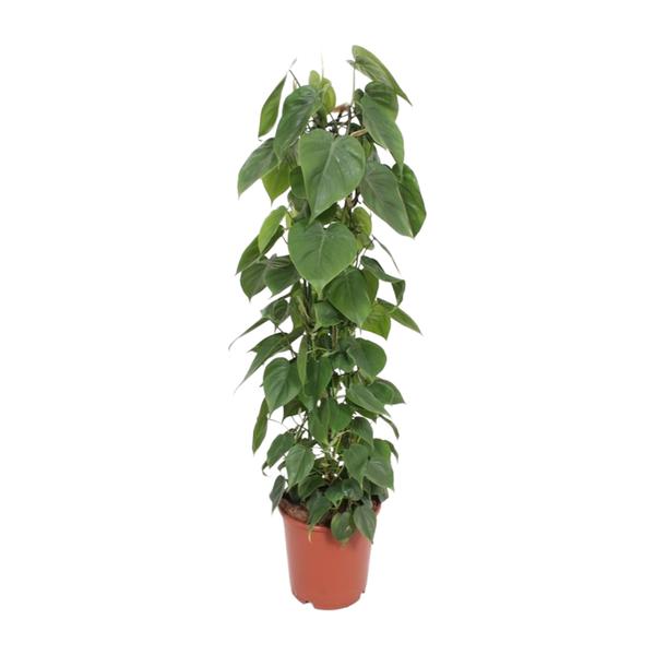 Baumfreund – Philodendron scandens am Rankgitter