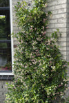 2x Sternjasmin – Trachelospermum 'Star of Ibiza' – ↕ 65 cm – Ø 15 cm