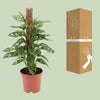 Fensterblatt - Monstera monkey - ↕ 60 cm - Ø 17 cm