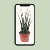 Sansevieria Fernwood Mikado - ↕ 40 cm - Ø 12 cm