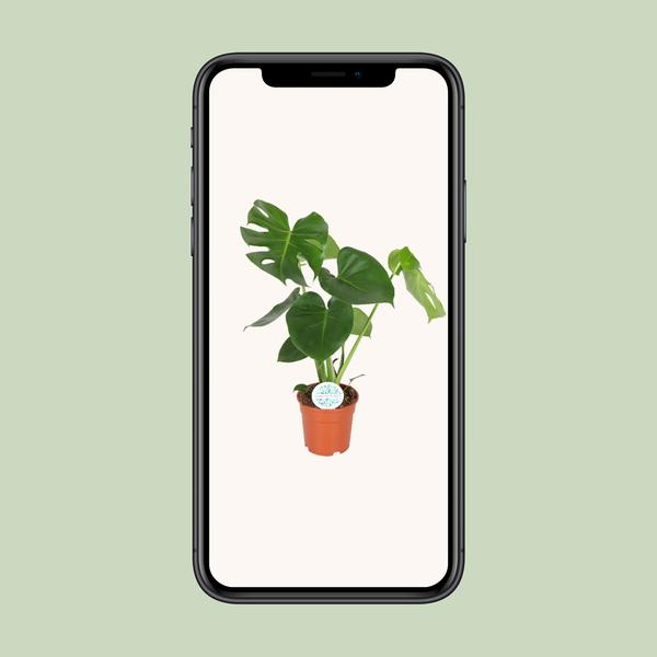 Fensterblatt - Monstera Deliciosa - ↕ 65 cm - Ø 17 cm