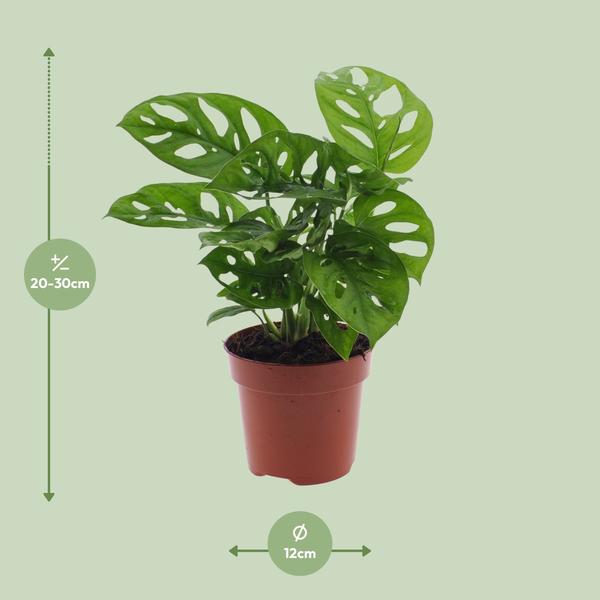 Fensterblatt - Monstera Monkey Leaf (Lochpflanze) - ↕ 30 cm - Ø 12 cm