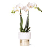 Nachtfalterorchidee weiß – Phalaenopsis Orchidee – Amabilis – ↕ 35 cm – Ø 9 cm | Elite-Topf Gold