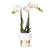 Nachtfalterorchidee weiß – Phalaenopsis Orchidee – Amabilis – ↕ 35 cm – Ø 9 cm | Elite-Topf Gold