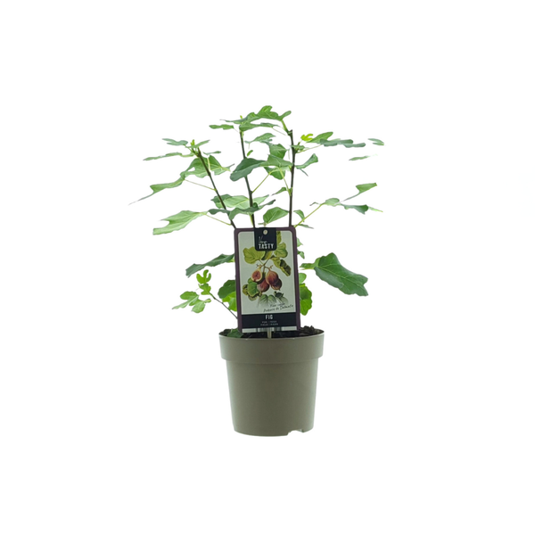 Feigenbaum – Ficus Precose De Dalmatie – ↕ 40 cm – Ø 15 cm