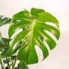 Fensterblatt - Monstera Deliciosa - ↕ 80 cm - Ø 21 cm