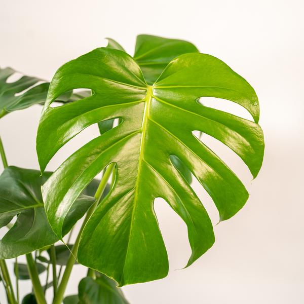 Fensterblatt - Monstera Deliciosa - ↕ 80 cm - Ø 21 cm