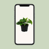 Philodendron Scandens - ↕ 20 cm - Ø 12