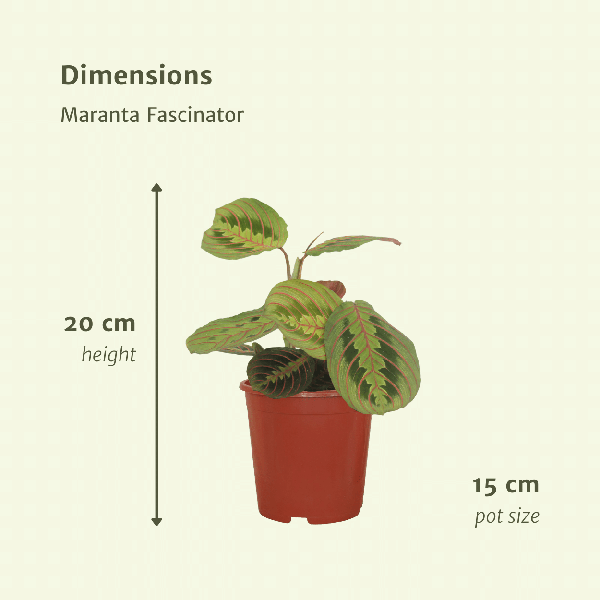 2x Pfeilwurz – Maranta Fascinator – ↕ 20 cm – Ø 12 cm