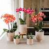 Nachtfalterorchidee - Rote Orchidee Congo - ↕ 40 cm - Ø 9 cm | Bali Zierpot Sand