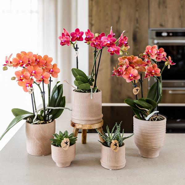 Nachtfalterorchidee - Rote Orchidee Congo - ↕ 40 cm - Ø 9 cm | Bali Zierpot Sand