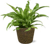Nestfarn – Asplenium Antiquum – ↕ 45 cm – Ø 17 cm | Selin Übertopf Schwarz – ↕ 16 cm – Ø 18 cm
