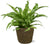 Nestfarn – Asplenium Antiquum – ↕ 45 cm – Ø 17 cm | Selin Übertopf Schwarz – ↕ 16 cm – Ø 18 cm