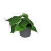 Starter-Set „Fensterbank XL“ – 6 Zimmerpflanzen mit Übertöpfen – im Set enthalten: Baumfreund – Philodendron scandens am Rankgitter