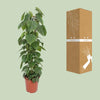 Philodendron Scandens - ↕ 120 cm - Ø 24 cm