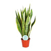 Bogenhanf ‚Laurentii' – Sansevieria trifasciata