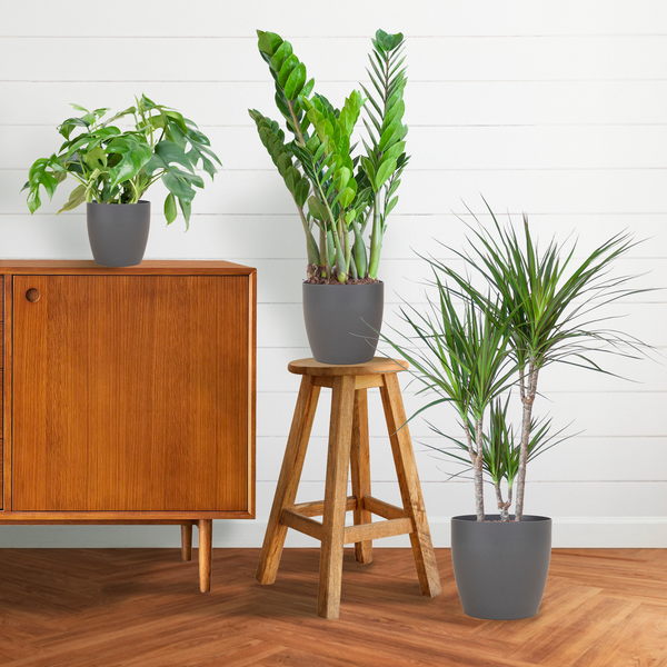 3x Zimmerpflanzen für halbschattige Standorte - Monstera Minima, Glücksfeder & Drachenbaum - ↕ 25–95 cm - Ø 12–21 cm | Viber-Übertopf Grau