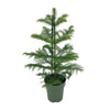 Zimmertanne – Araucaria heterophylla