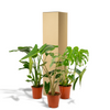 Monstera Deliciosa - ↕ 75 cm - Ø 21 cm + Alocasia Zebrina - ↕ 75 cm - Ø 19 cm + Strelitzia Nicolai - ↕ 85 cm - Ø 19 cm