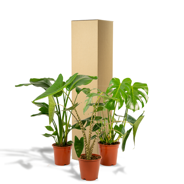 Monstera Deliciosa - ↕ 75 cm - Ø 21 cm + Alocasia Zebrina - ↕ 75 cm - Ø 19 cm + Strelitzia Nicolai - ↕ 85 cm - Ø 19 cm
